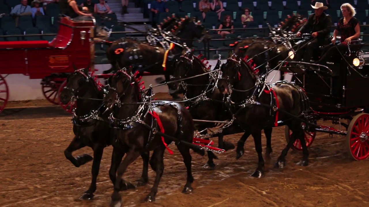 Calgary Stampede Heavy Horse Show - Percheron Four Horse Hitch